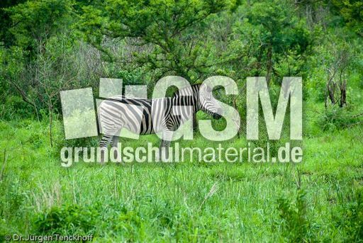 Zebra (18 von 28).jpg